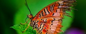 Preview wallpaper butterfly, plant, leaves, patterns