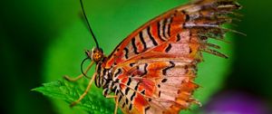 Preview wallpaper butterfly, plant, leaves, patterns