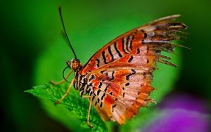 Preview wallpaper butterfly, plant, leaves, patterns