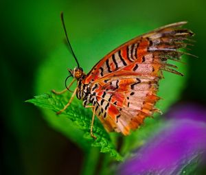 Preview wallpaper butterfly, plant, leaves, patterns