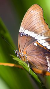 Preview wallpaper butterfly, plant, wings, pattern