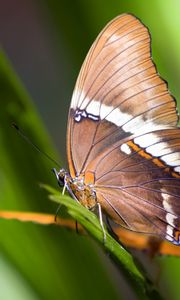 Preview wallpaper butterfly, plant, wings, pattern