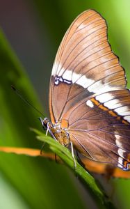 Preview wallpaper butterfly, plant, wings, pattern