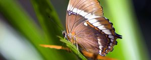 Preview wallpaper butterfly, plant, wings, pattern