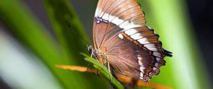 Preview wallpaper butterfly, plant, wings, pattern