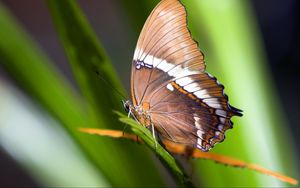 Preview wallpaper butterfly, plant, wings, pattern