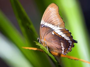 Preview wallpaper butterfly, plant, wings, pattern