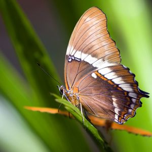 Preview wallpaper butterfly, plant, wings, pattern