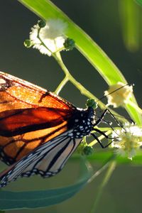 Preview wallpaper butterfly, plant, wings, patterns