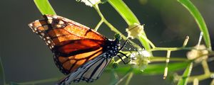 Preview wallpaper butterfly, plant, wings, patterns