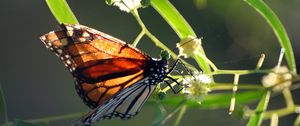 Preview wallpaper butterfly, plant, wings, patterns