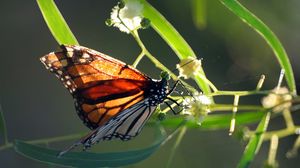 Preview wallpaper butterfly, plant, wings, patterns