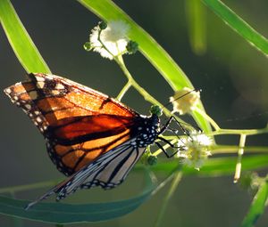 Preview wallpaper butterfly, plant, wings, patterns