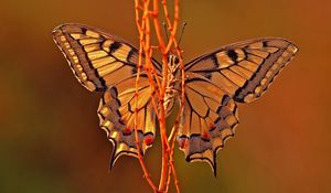 Preview wallpaper butterfly, plant, wings