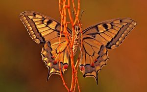 Preview wallpaper butterfly, plant, wings