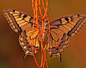 Preview wallpaper butterfly, plant, wings