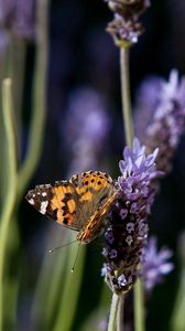 Preview wallpaper butterfly, purple, orange, spotted