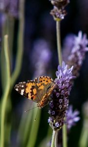 Preview wallpaper butterfly, purple, orange, spotted