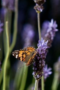 Preview wallpaper butterfly, purple, orange, spotted