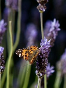 Preview wallpaper butterfly, purple, orange, spotted