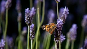 Preview wallpaper butterfly, purple, orange, spotted