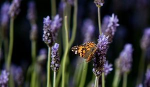 Preview wallpaper butterfly, purple, orange, spotted