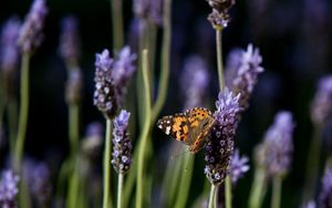 Preview wallpaper butterfly, purple, orange, spotted