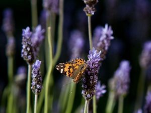 Preview wallpaper butterfly, purple, orange, spotted