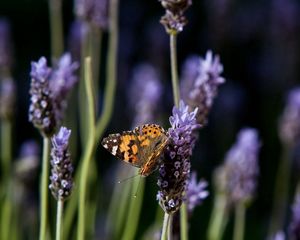 Preview wallpaper butterfly, purple, orange, spotted