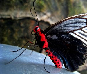 Preview wallpaper butterfly, red, black, stone