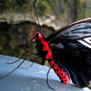 Preview wallpaper butterfly, red, black, stone