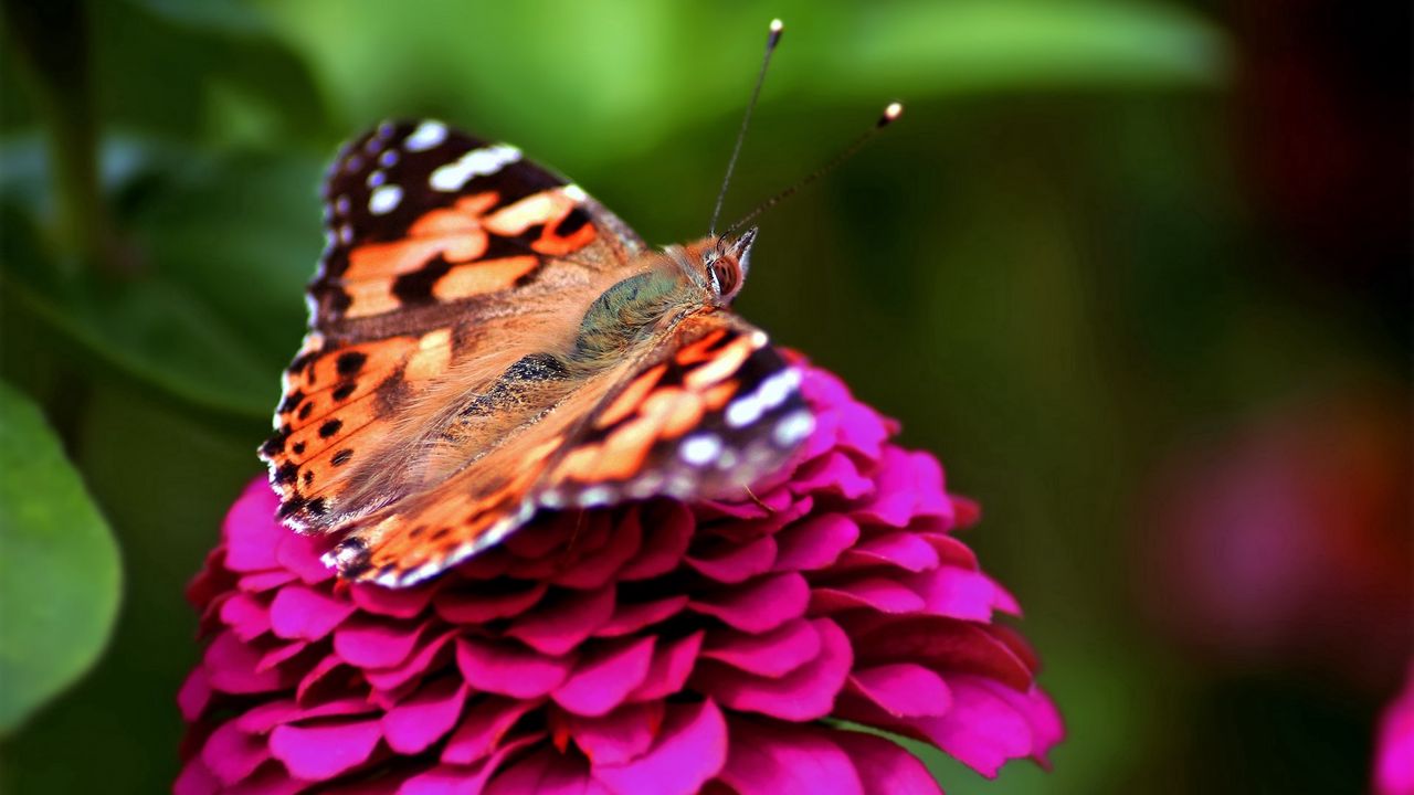 Wallpaper butterfly, red, pink, spotted