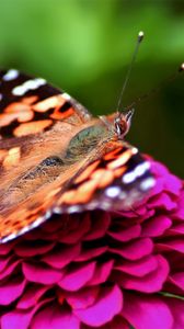 Preview wallpaper butterfly, red, pink, spotted