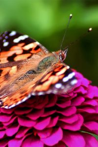 Preview wallpaper butterfly, red, pink, spotted