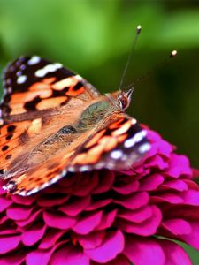 Preview wallpaper butterfly, red, pink, spotted