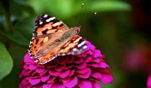 Preview wallpaper butterfly, red, pink, spotted