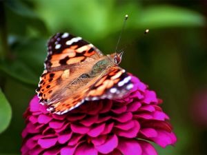 Preview wallpaper butterfly, red, pink, spotted