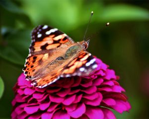 Preview wallpaper butterfly, red, pink, spotted