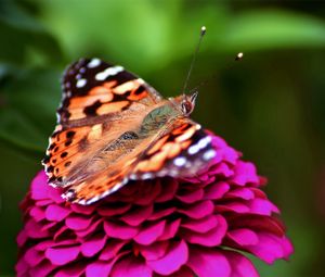 Preview wallpaper butterfly, red, pink, spotted