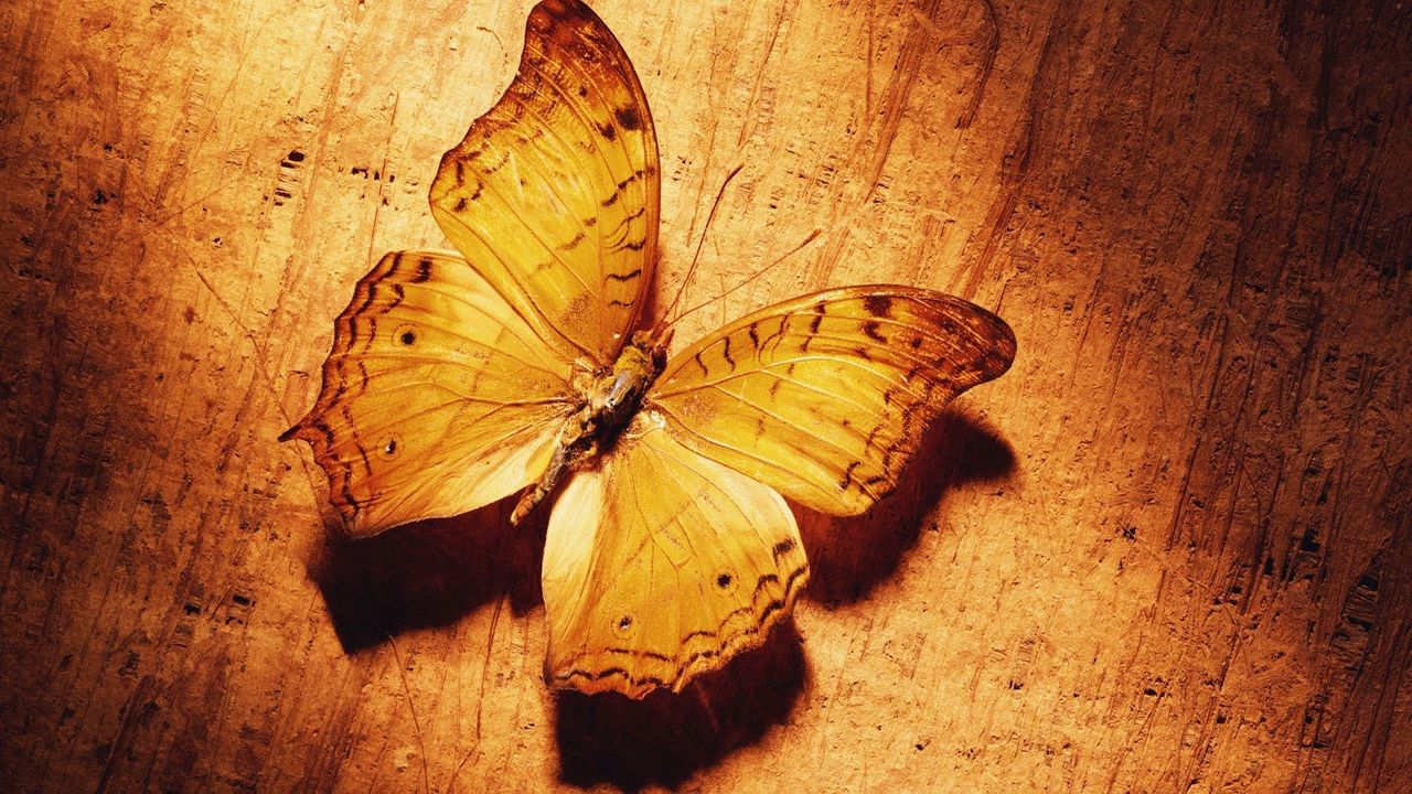 Wallpaper butterfly, shade, surface, wings, pattern