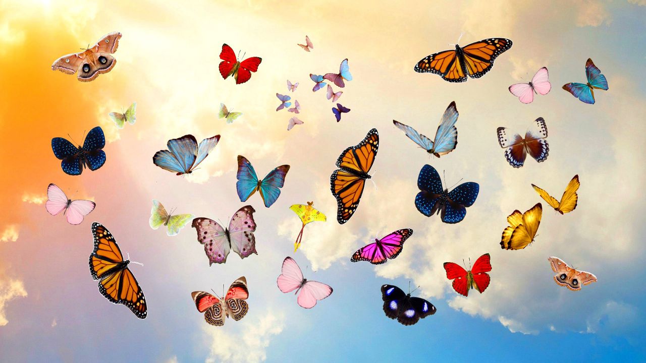 Wallpaper butterfly, sky, collage, photoshop