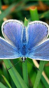 Preview wallpaper butterfly, small, wings, blue, grass, leaves