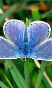 Preview wallpaper butterfly, small, wings, blue, grass, leaves