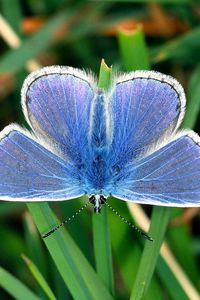 Preview wallpaper butterfly, small, wings, blue, grass, leaves