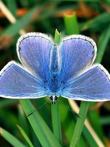 Preview wallpaper butterfly, small, wings, blue, grass, leaves