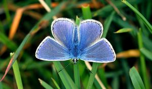 Preview wallpaper butterfly, small, wings, blue, grass, leaves