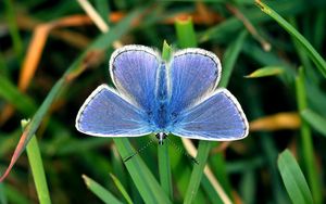 Preview wallpaper butterfly, small, wings, blue, grass, leaves