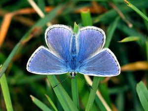 Preview wallpaper butterfly, small, wings, blue, grass, leaves