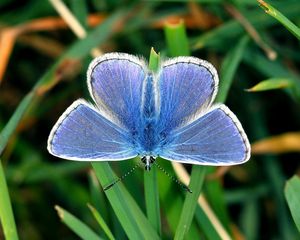 Preview wallpaper butterfly, small, wings, blue, grass, leaves