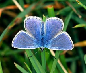 Preview wallpaper butterfly, small, wings, blue, grass, leaves